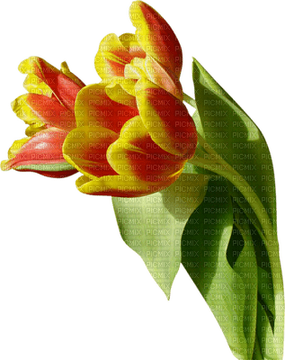 tulipan - kostenlos png