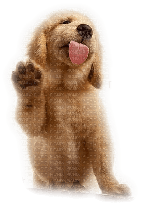 patymirabelle chien - 無料png