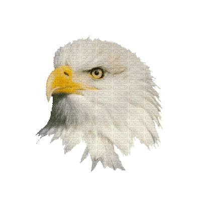 Kaz_Creations Birds Bird Eagle - Free animated GIF