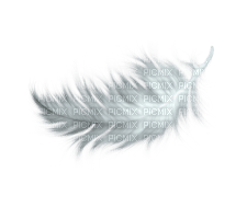 Feather, Feathers, Deco - Jitter.Bug.Girl - png gratuito