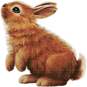 Rabbit - Bogusia - gratis png