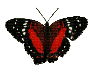 patymirabelle papillon - Zdarma animovaný GIF
