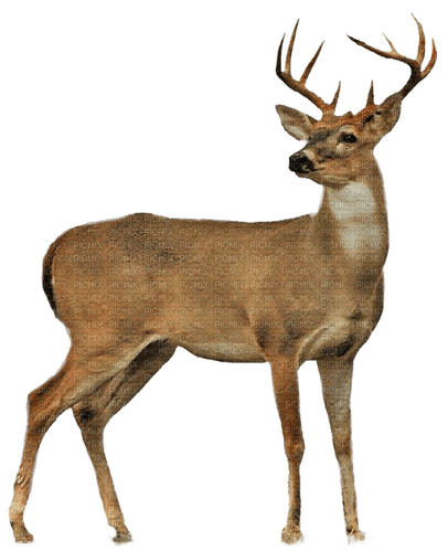 Hirsch, deer - nemokama png