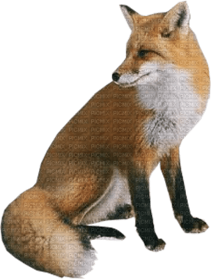 Kaz_Creations Animals Fox - png gratis