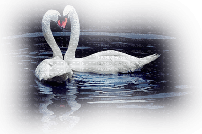 Kaz_Creations Animals  Birds Bird Swans - 無料png