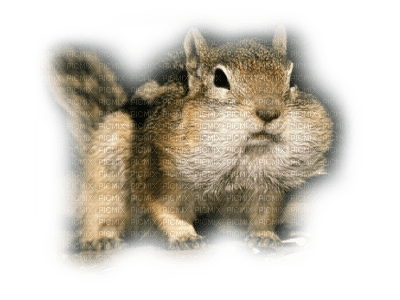 squirrel ecureuil - PNG gratuit