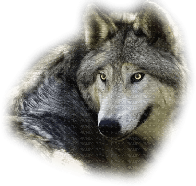 Kaz_Creations Animals Wolves - 免费PNG