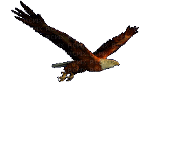 eagle - Бесплатный анимированный гифка