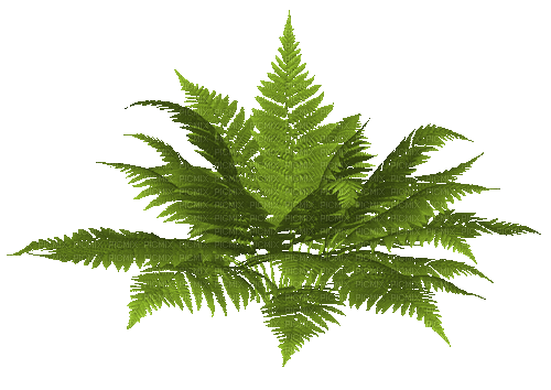 fern - 無料のアニメーション GIF
