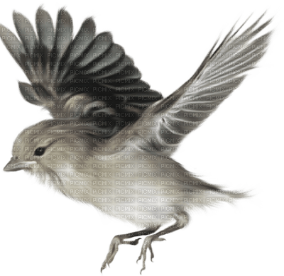 oiseaux - png grátis