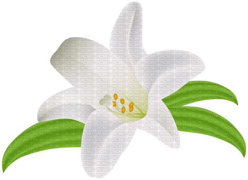 White Lily Flower - besplatni png