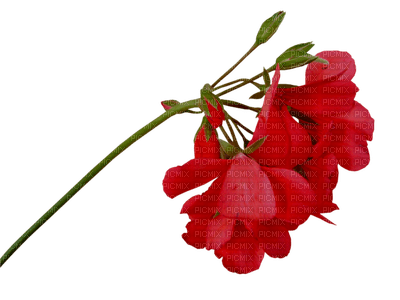 red-flower-minou52 - ücretsiz png