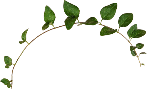 kikkapink border leaves - nemokama png