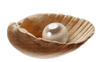 Shells katrin - gratis png