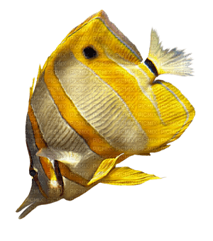 pez  amarillo dubravka4 - 免费PNG