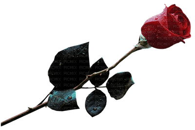rosa roja - 無料png