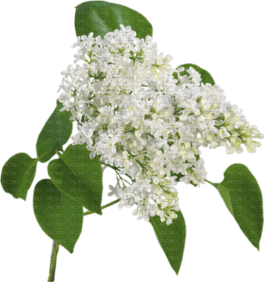 minou-flowers-white - PNG gratuit