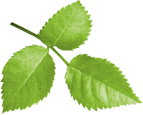 green leaf leaves - ilmainen png