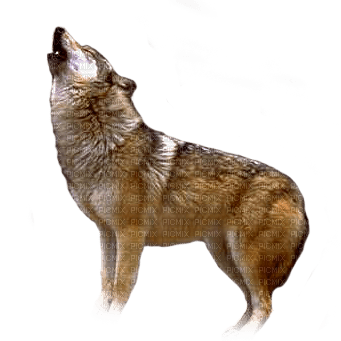 wolf - png ฟรี