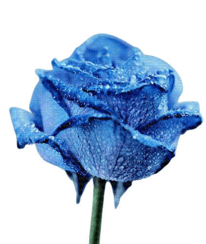rose bleue - kostenlos png