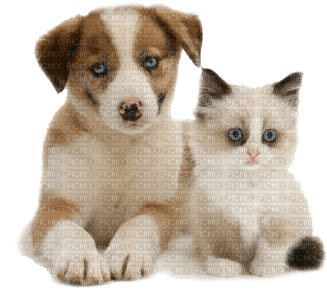 Kaz_Creations Dogs Dog Pup 🐶 Cat Kitten 🐱 - Free PNG