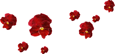 flores rojas - GIF เคลื่อนไหวฟรี