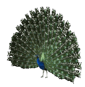 VanessaVallo _crea-animated peacock - GIF animado grátis