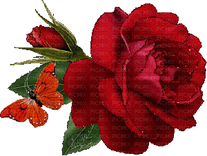 piękna duża róża - GIF animado grátis