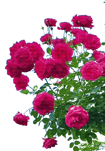 цветы - Ilmainen animoitu GIF