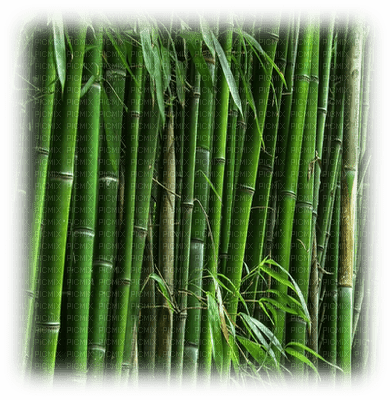 bamboo landscape - png gratis