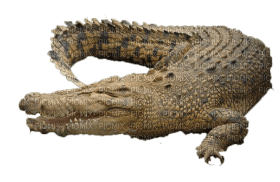 Kaz_Creations Crocodile Alligator - nemokama png