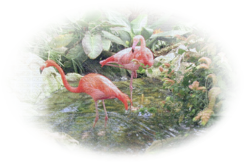 loly33 flamant rose - фрее пнг