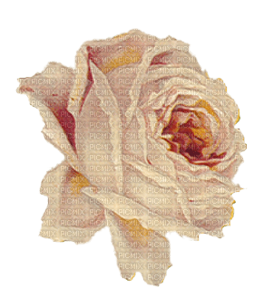 rosas transparente dubravka4 - ingyenes png