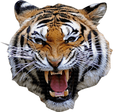 Kaz_Creations Animals Tiger - zdarma png