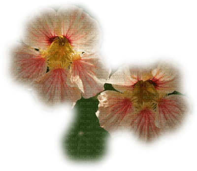 patymirabelle fleurs - png grátis
