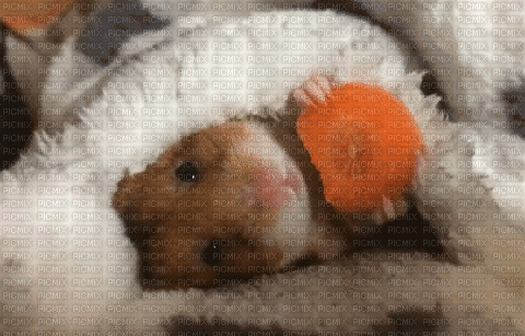 Süsser Hamster - GIF animado grátis