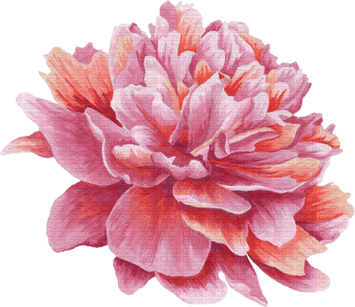 watercolor peony Bb2 - Free PNG