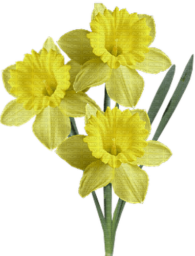 Frühling, Blumen - gratis png