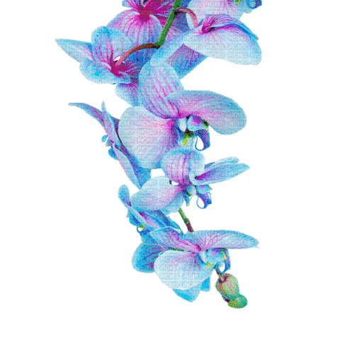 Blue Orchid - Besplatni animirani GIF