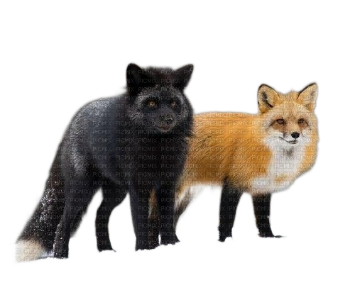 animals fox  nancysaey - gratis png
