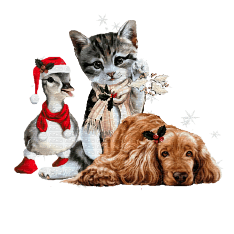 loly33 chien chat canard noël - 無料png