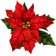 Red Christmas Flower - ingyenes png