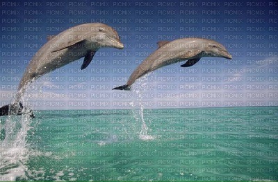 dolphins - zdarma png
