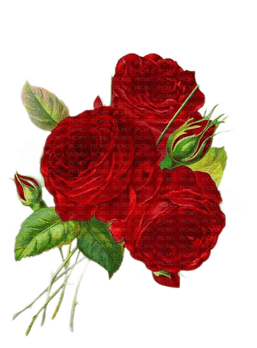 Roses rouges - фрее пнг