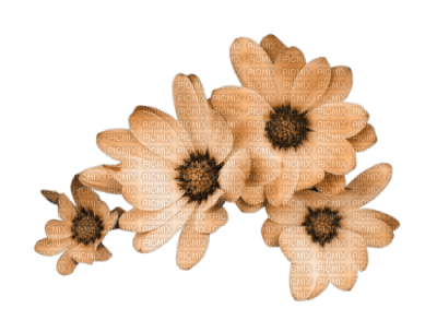 apricot-flowers - zdarma png