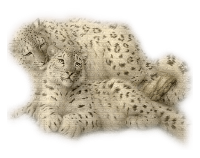 snow leopard bp - Free PNG