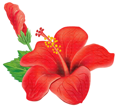 virág - PNG gratuit