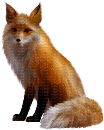 fox renard zorro fuchs - bezmaksas png