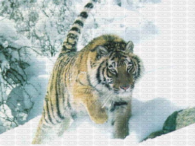 tigre - darmowe png