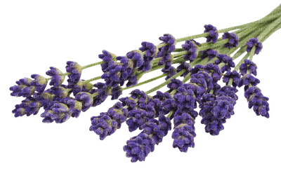 lavender flowers bp - nemokama png